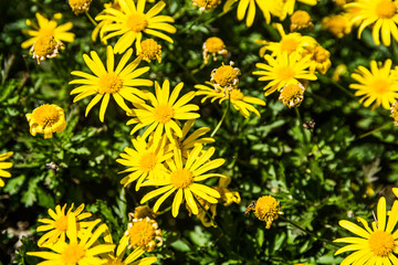 yellow spring flowers in nature
