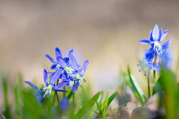 closeup blue snowdrop Scilla flower in a forest, spring outdoor background