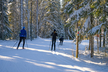 Swedish family doing cross country ski through the woods surrounded track during the winter with...