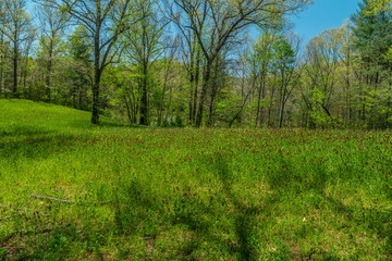 Field of crimson clover