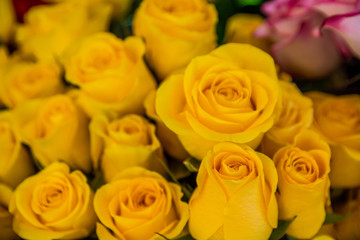 Obraz na płótnie Canvas bouquet of beautiful yellow roses