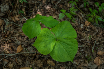 Large leaf trilliums