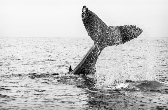 Black and white image of a juvenile male humpback whale's tail fluke as he dives into the ocean, with visible rake marks from an orca attack