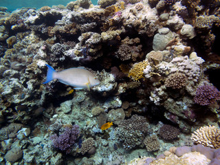 Naklejka na ściany i meble Colorful reef underwater landscape with fishes and corals