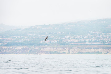 A California Brown Pelican diving into the ocean off the coast of Los Angeles, Southern California