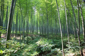 green bamboo forest in China, bamboo in Asia, green forest, nature