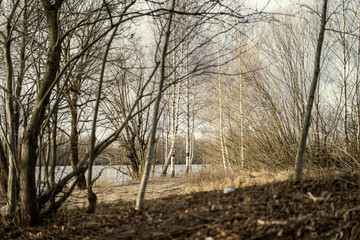 empty winter forest in winter with no snow and no tree leaves. park walkway