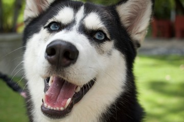 portrait of siberian husky