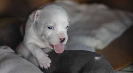 cute puppies with blue eyes and lots of sleep