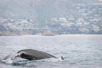 A young humpback whale diving off the coast of Los Angeles in Southern California