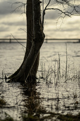 large tree trunks standing in the water on the lake shore