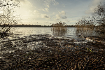 dirty lake with trees and dust in the water at sunset