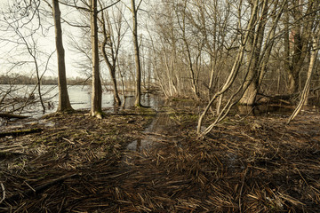 dirty lake with trees and dust in the water at sunset