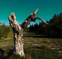 Naturaleza Muerta de tronco de higuera