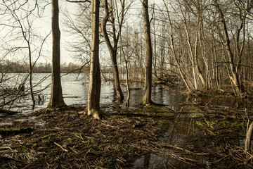 dirty lake with trees and dust in the water at sunset