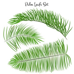 Obraz premium Set of vector palm leaves on a white background. tropical leaf collection