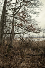 empty winter forest in winter with no snow and no tree leaves. park walkway