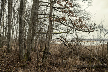 Obraz premium dirty lake with trees and dust in the water at sunset