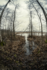 dirty lake with trees and dust in the water at sunset