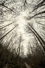 empty winter forest in winter with no snow and no tree leaves. park walkway