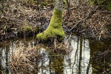 dirty lake with trees and dust in the water at sunset