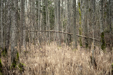 empty winter forest in winter with no snow and no tree leaves. park walkway