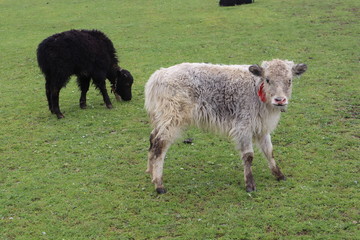 Little white yak cow with fur. Small and sweet in the open space