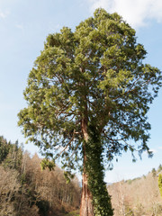 Sequoiadendron giganteum | Giant sequoia or giant redwood with great trunk and branches with evergreen spirally hanging leaves