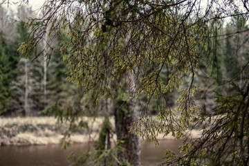 Naklejka premium empty winter forest in winter with no snow and no tree leaves. park walkway