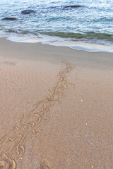 Traces of snake in the sand. Sand Texture. Background from brown sand. selective focus