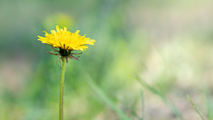 dandelion in grass background yellow