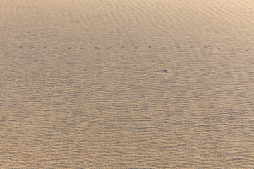 Sand Texture. Background from fine sand. Sand background. selective focus