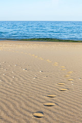Traces of animals in the sand. Sand Texture. Background from brown sand. selective focus
