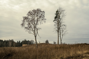 large single tree with no leaves in the middle of field