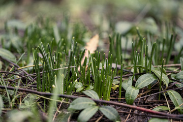 white spring flowers blooming in the field