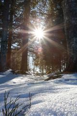 Afternoon sunshine in the woods, the sunstar in boreal forest