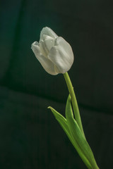 White satin tulip with bright green leaves against a dark background with artificial lighting in...