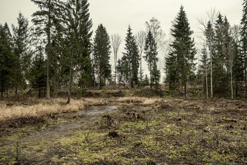 empty winter forest in winter with no snow and no tree leaves. park walkway