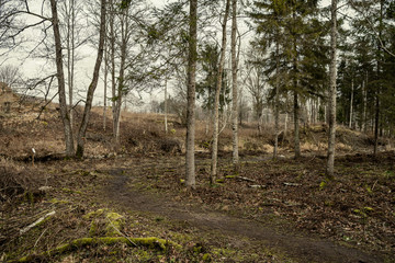 empty winter forest in winter with no snow and no tree leaves. park walkway