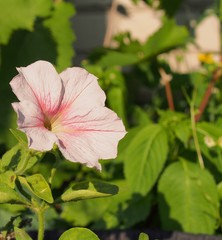 Obraz premium Pink Petunia Bud. A blooming flower. Summer in the garden.