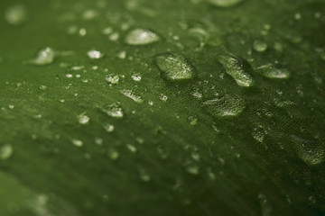 Macro photo: large drops of pure water on a green leaf of a tulip glisten. Photophone for design.