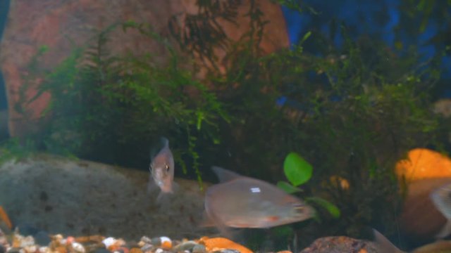 Young bream, and crucian carp swim in the aquarium. Freshwater river fish in an aquarium. Selective focus