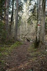 empty winter forest in winter with no snow and no tree leaves. park walkway