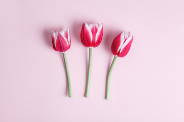 fresh beautiful red and white tulips on pastel pink background, Mother's Day card, spring floral background,  top view