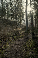 empty winter forest in winter with no snow and no tree leaves. park walkway