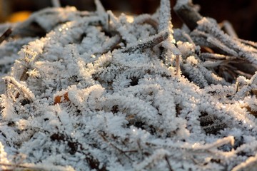 The first autumn frosts, frosty morning.