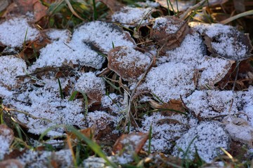 The first autumn frosts, frosty morning.