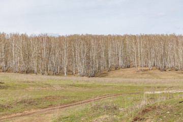 Birch trees with fresh green leaves in spring. Russia. Selective focus