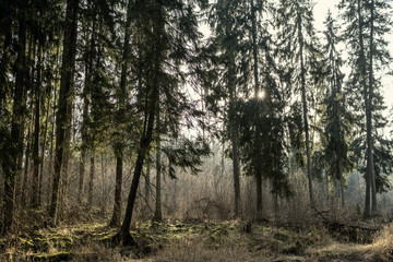 empty winter forest in winter with no snow and no tree leaves. park walkway