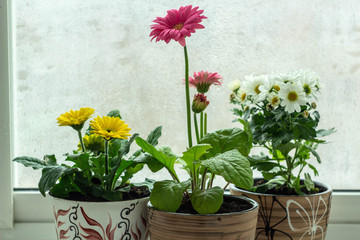 flowers in pots